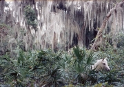 Unicorn in Old South Forest